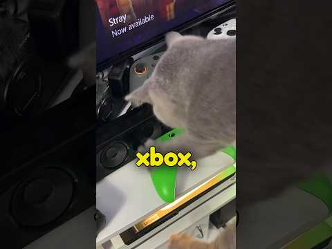 Cats ruined my xbox #gaming