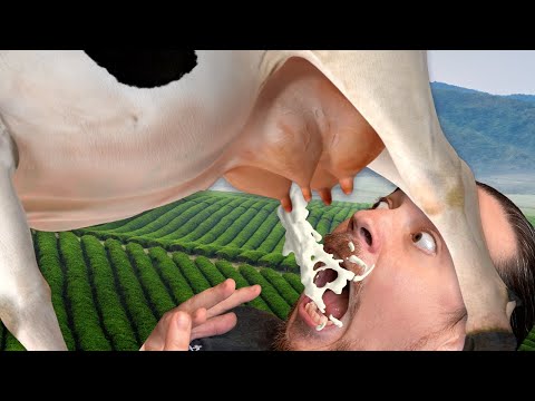 Directly Drinking Milk From Cow