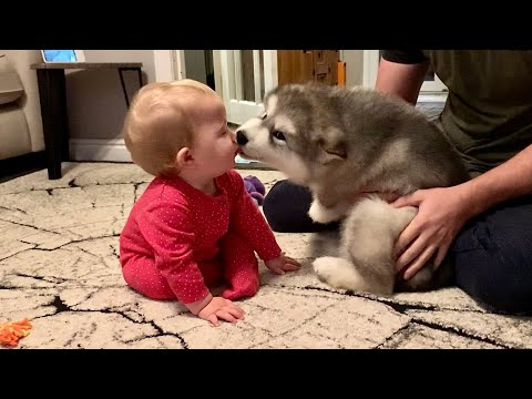Adorable Puppy Meets Baby And Its Love At First Sight! The Best Years Of Their Lives (Cutest Ever!!)