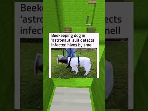 Cute Pet Memes #95