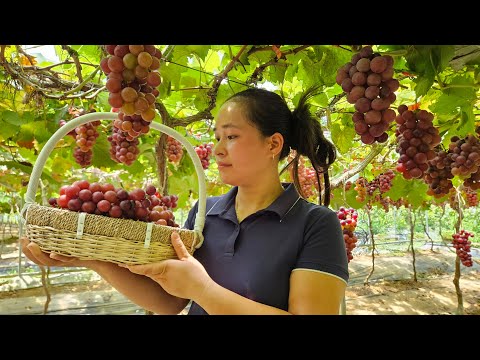 Harvest Vineyard Fruit Goes to the market sell - Gardening | Lý Thị Ca