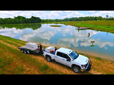 Adding 1,000 Tilapia to the 5 Acre Pond!