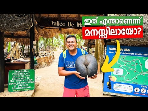 World&#039;s Biggest Nut | Coco de mer | ലോകത്തിലെ ഏറ്റവും വലിയ വിത്ത്, Only in Seychelles 🇸🇨