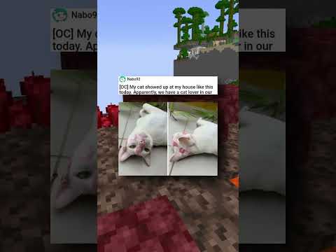Ridiculous Cat Memes!