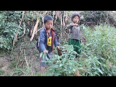 Myvillage official videos EP 364 || Collecting green nettles technology ||