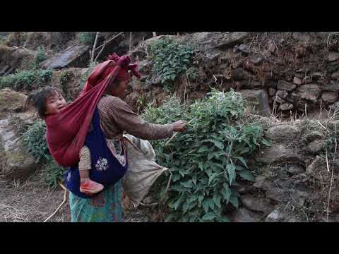 Green nettles || Traditional village lifestyle || Primitive technology ||