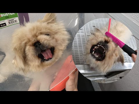 The most aggressive Chewbacca dog ever