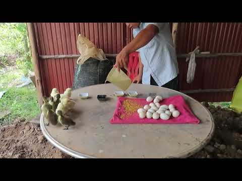 Wow New baby ducks and chicken Born from eggs