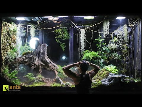 A Mantis Mating Disaster &amp; Crisis in My Giant Rainforest Vivarium