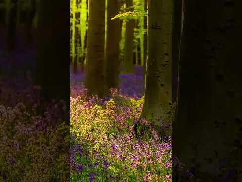 Relaxing Instrumental Music in a Peaceful Forest with Birds Singing #relax #birds #nature