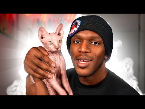 Meet My Cat