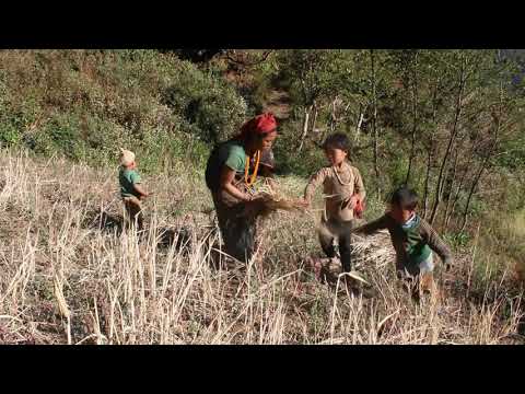 Myvillage official videos EP 315 || Primitive technology in village