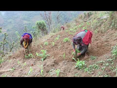 Myvillage official videos EP 349 || Traditional farming technology