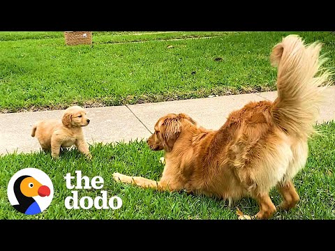 Dogs Have The Best Reactions To Meeting Their Puppy Siblings | The Dodo