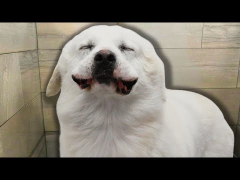 The most INSANE transformation I&#039;ve ever done | Farm dog first ever bath!